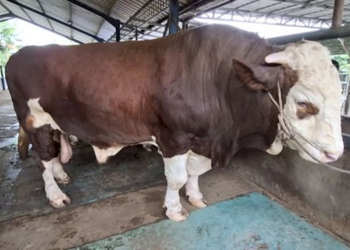 Sapi Kurban 1 Ton Asal Bandar Lampung Terpilih Jadi Bantuan Presiden untuk Iduladha 2026
