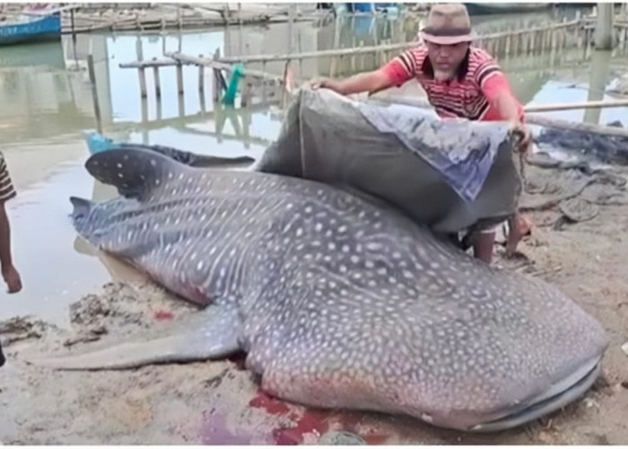 Hiu Paus Sepanjang 5,2 Meter Ditemukan Mati di Pesisir Bekasi, Diduga Terjebak Jaring Nelayan