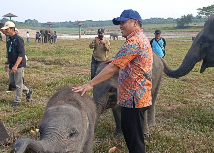 Wajah Baru Way Kambas Mulai Terlihat, Deputi Setpres Pastikan Konservasi Gajah dan Wisata Berjalan