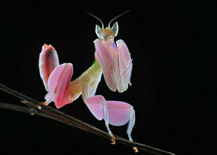 Orchid Mantis: Sicantik yang Mematikan