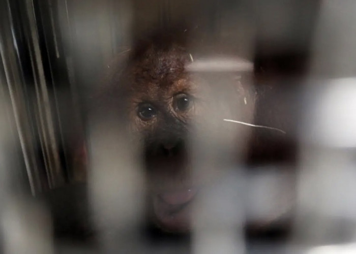 Usai Jadi Korban Perdagangan Ilegal ke India, Orangutan Sumatera 'Heera' Berhasil Dipulangkan ke Indonesia