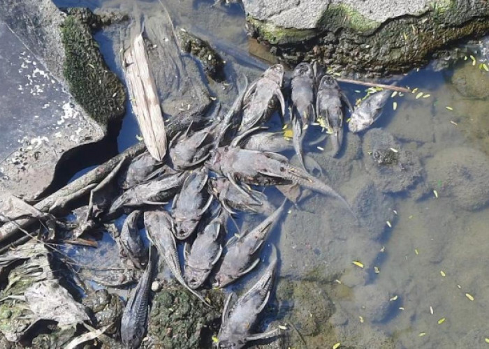 700 Kg Bangkai Ikan Sapu-Sapu Diangkat dari Kali Bekasi, Bau Busuk Ganggu Warga