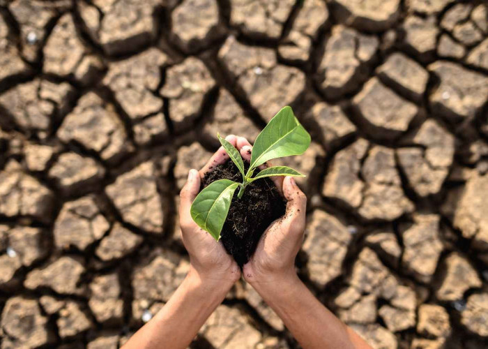 El Niño Kembali Berkembang, Benarkah Indonesia Bakal Alami Kemarau Lebih Panjang?