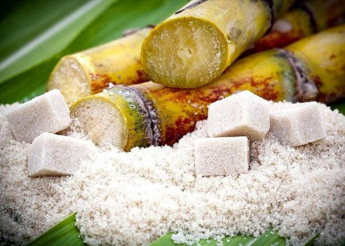 Pemerintah Percepat Swasembada Gula, Produksi Nasional Ditargetkan Terus Meningkat