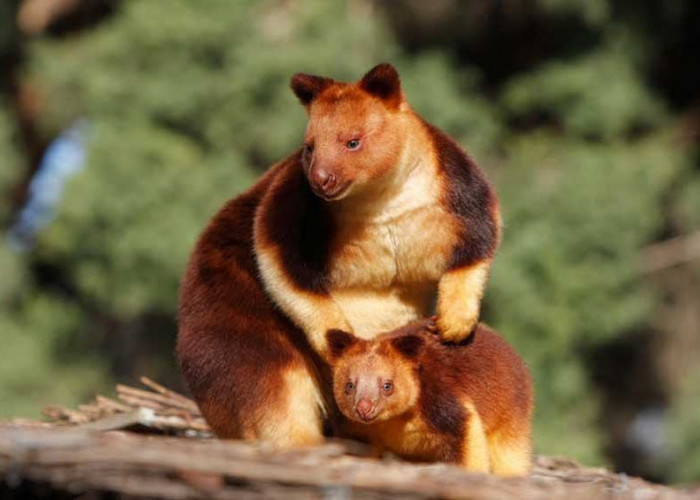90 Tahun Dinyatakan Punah, Kanguru Pohon Wondiwoi Ditemukan di Indonesia