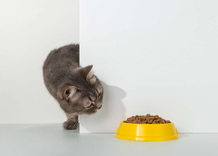 Makanan Manusia yang Ternyata Berbahaya untuk Kucing