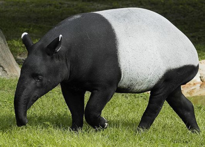 Populasi Kritis di Ambang Punah, Mengapa Kasus Tapir Disembelih Begitu Mengkhawatirkan?