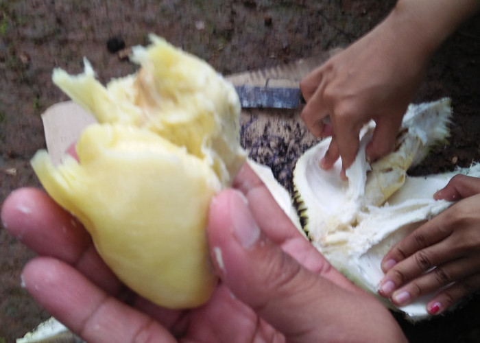 Musim Durian Tiba, Begini Cara Menyimpan Durian yang Sudah Dibuka