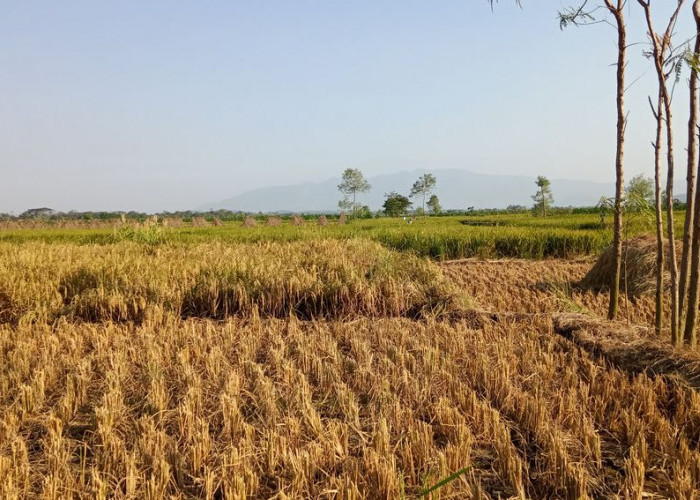 Kemarau 2026 di Depan Mata, Ini Prediksinya!