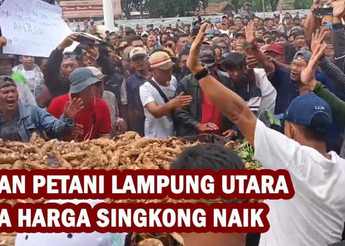 Ribuan Petani Lampung Utara Minta Harga Singkong Naik