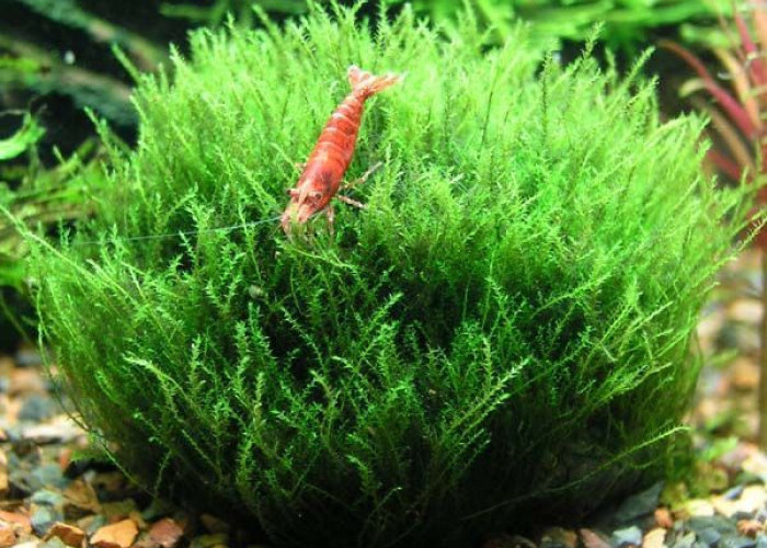 Mengenal Jenis-Jenis  Tanaman Moss dalam Aquascape: Bikin Akuarium Makin Adem dan Estetika!