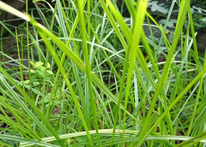 Cara Membasmi Rumput Liar Secara Efektif dan Ramah Lingkungan