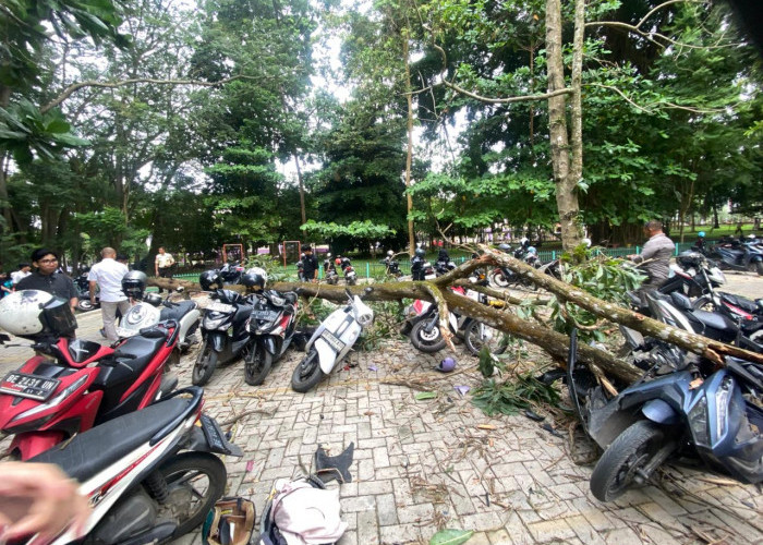 Ambruk Mendadak! Pohon di Parkiran Unila Hantam 6 Motor Mahasiswa