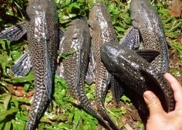 7 Ton Ikan Sapu-Sapu Dimusnahkan, Ini Bahaya Spesies Invasif bagi Lingkungan 