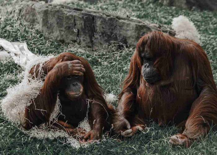 Orang Utan Solo Safari Lepas, Sempat Berkeliaran di Permukiman hingga Robohkan Motor Pengunjung