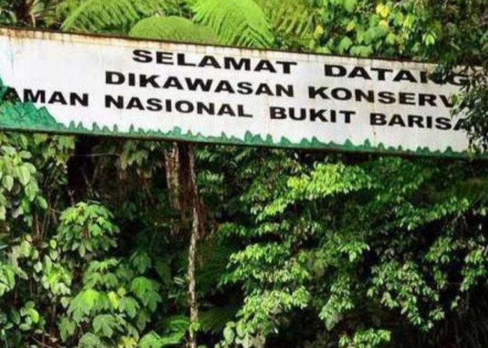 23 Perkara Kejahatan Kehutanan Terjadi di Bukit Barisan dalam 10 Tahun, 75 Pelaku Terseret Kasus