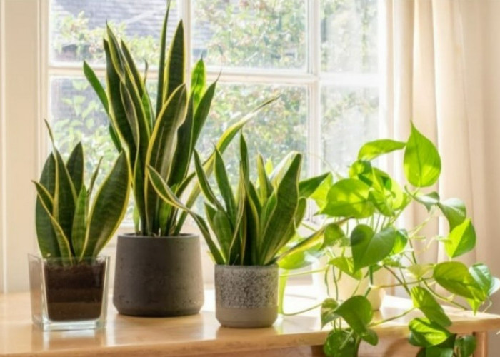 Pilihan Houseplants Terbaik untuk Ruangan, Estetik dan Minim Perawatan