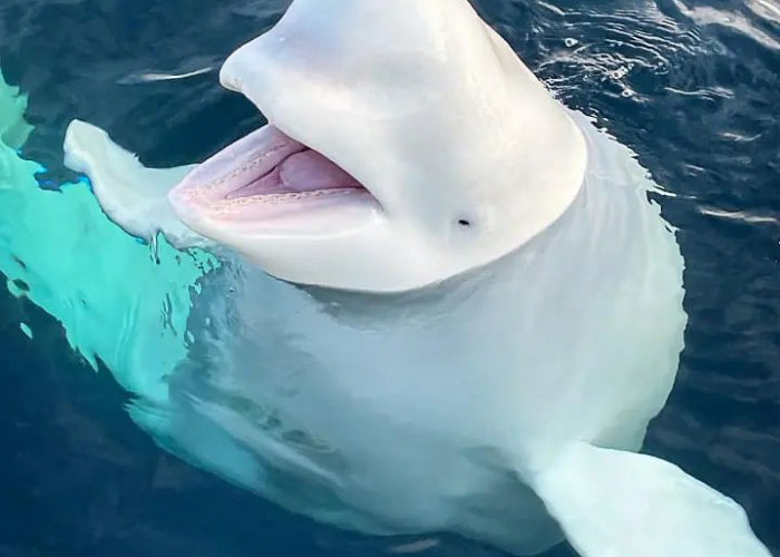 Beluga di Akuarium Tiongkok Semburkan Air ke Pria yang Merokok, Ternyata Bagian dari Rekaman Edukasi