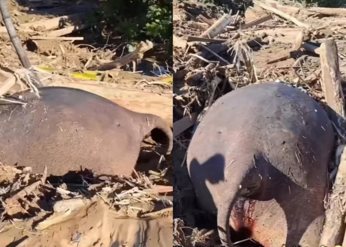 Gajah Sumatera Ditemukan Mati Terseret Banjir dan Terjepit Tumpukan Kayu di Aceh