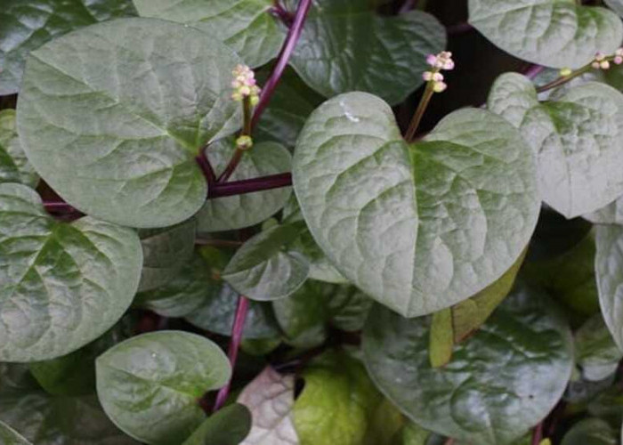  Rahasia Daun Binahong, Tanaman Merambat yang Ampuh Percepat Penyembuhan Luka Kulit