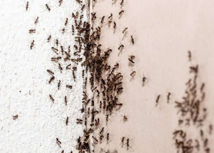 Banyak Semut di Rumahmu, Ini Penyebab dan Pencegahannya