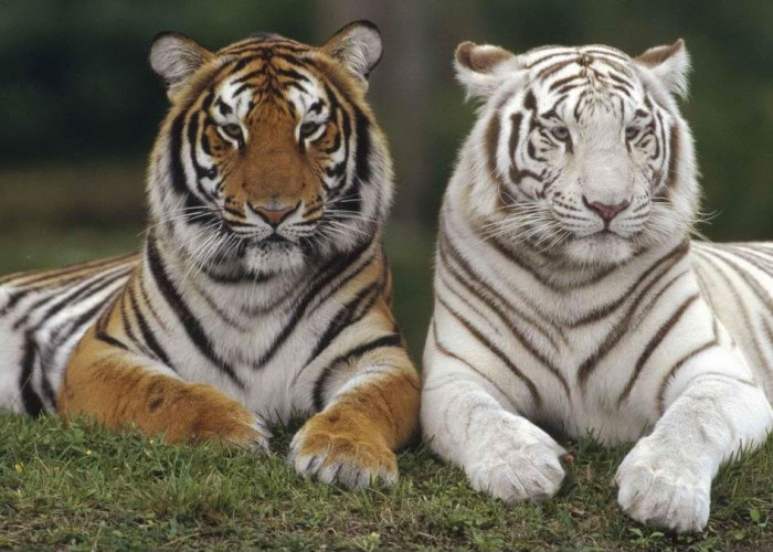 Meski Tampak Seperti Hewan Fantasi, Ini Alasan Harimau Putih Nyaris Punah di Alam Liar