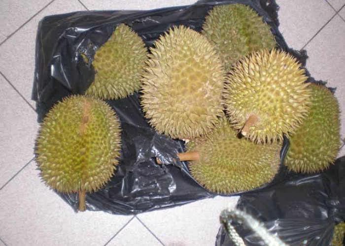 Curi 1,6 Ton Durian, Aksi Pria Ini Berujung Ditangkap Polisi
