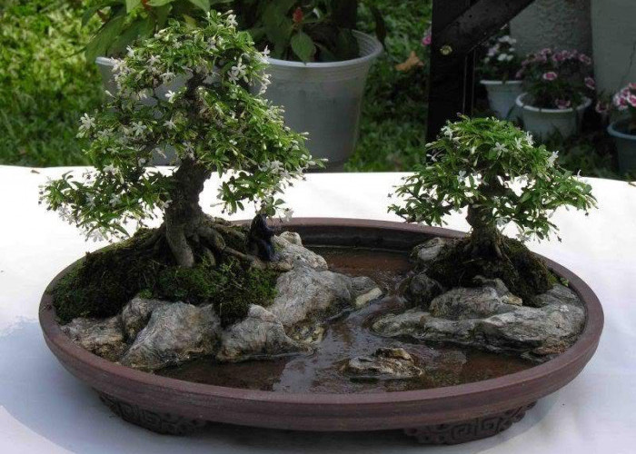 Seni Sabar di Pot Kecil: 5 Langkah Memulai Bonsai bagi Pemula di Bandar Lampung agar Tumbuh Estetik & Berkelas