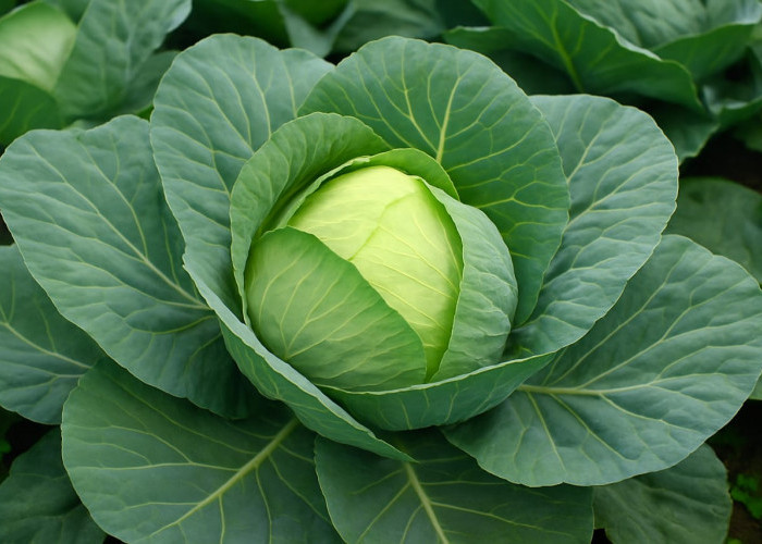 Khasiat Luar Biasa Kubis untuk Kesehatan Tubuh