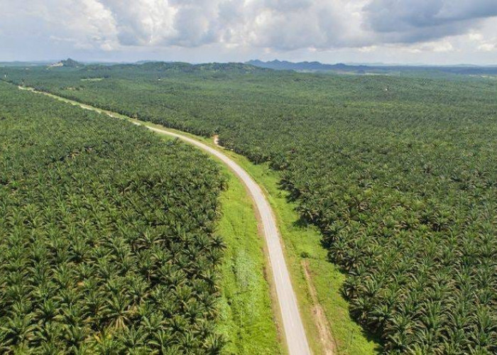 Indonesia Peringkat 1 Sawit Dunia, Sumatera Jadi Pusat Produksi Utama