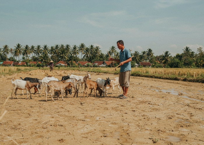 Musim Kemarau Jadi Berkah, Peternak Kambing di Metro Manfaatkan Sawah Pascapanen untuk Penggembalaan