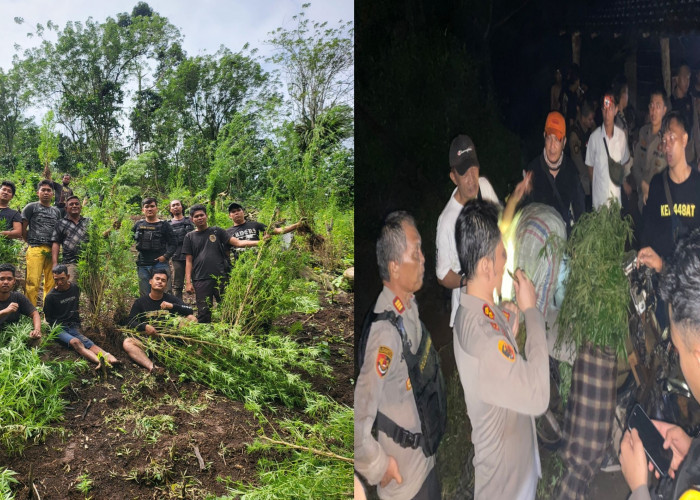 Warga Empat Lawang Kaget, Polisi Temukan 2 Hektar Ladang Ganja