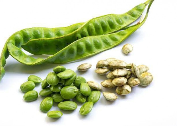 Petai: Si Bau yang Kaya Manfaat untuk Kesehatan Tubuh