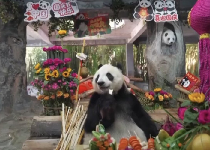 Dua Panda Raksasa di China Jadi Sorotan Saat Mukbang