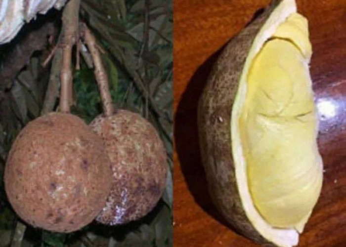 Durian Gundul Asal Lombok, Jadi Durian Tanpa Duri Yang Unik