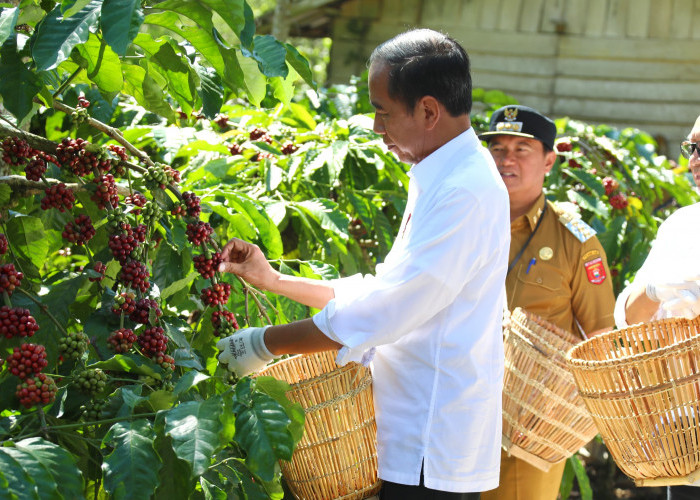 Presiden Jokowi Panen Kopi Petik Merah di Lampung Barat