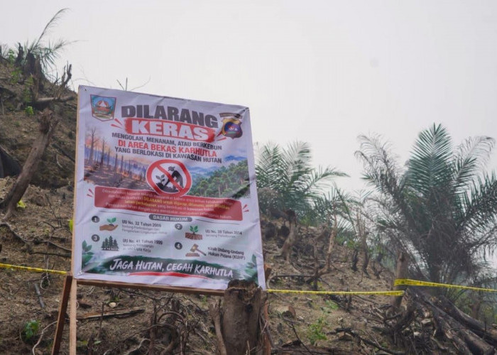 Lahan Bekas Karhutla di Dharmasraya Jadi Kebun Sawit, Polisi Buru Pihak yang Bertanggung Jawab
