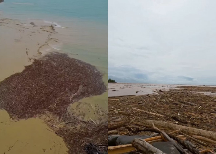 Air Bah Bawa Bukti, Ribuan Kayu Gelondongan 'Serbu' Pantai Padang Usai Banjir