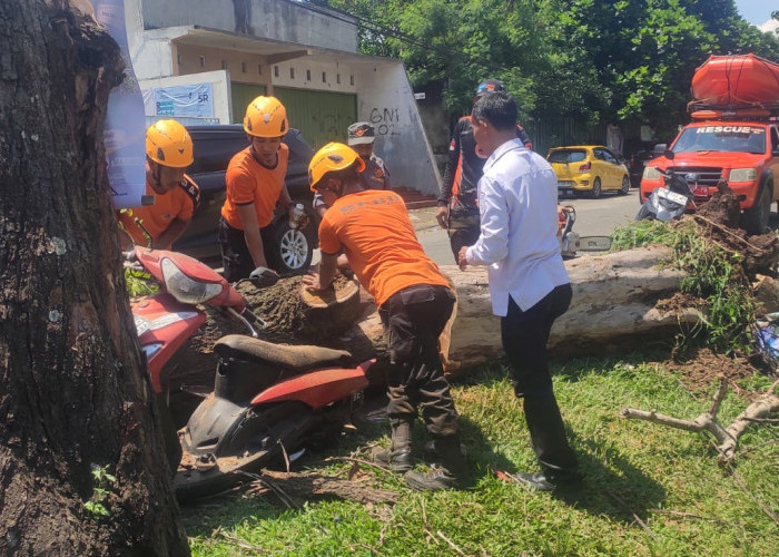 Motor Rusak Parah Tertimpa Pohon Tumbang di Dekat SMPN 7 Bandar Lampung