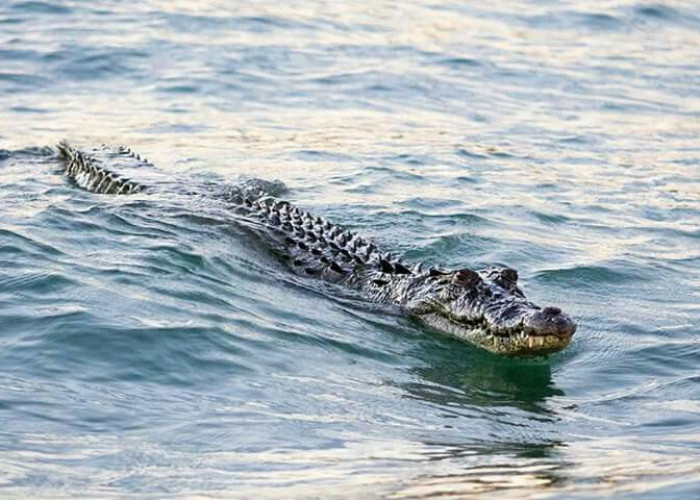 Sungai Penuh Buaya Jadi Venue Olimpiade Brisbane 2032, Begini Sistem Keamanannya