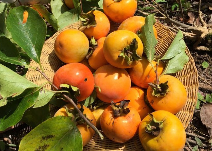 Manis dan Kaya Nutrisi, Ini 4 Manfaat Buah Kesemek bagi Kesehatan