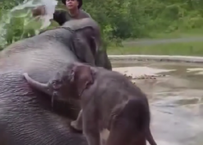 Anak Gajah Betina Lahir di Taman Nasional Way Kambas, Diberi Nama Heti