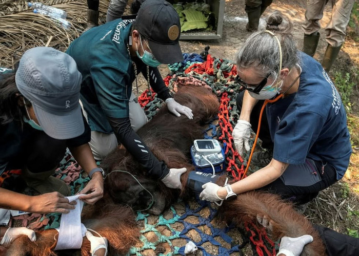 Orangutan Sampurna Selamat dari Kebakaran Hutan, Jejak Krisis Habitat Terungkap