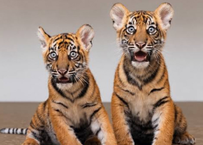 Kabar Haru dari Texas, Dua Anak Harimau Sumatera Bernama Barani dan Malu Resmi Lahir di Fort Worth Zoo