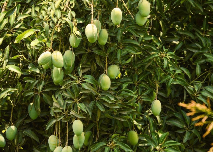 Bukan Sekadar Penghias Halaman, 5 Pohon Buah Ini Dipercaya Membawa Keberuntungan ke Rumah