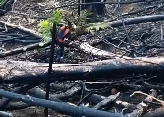Viral! Usai Kebakaran Melanda, Warganet Temukan Tunas Sawit Ditanam di Lahan yang Masih Hangus