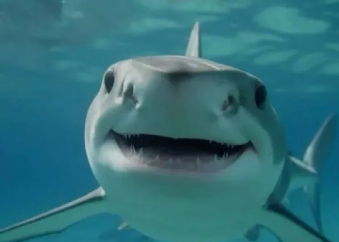 Hiu vs Lumba-Lumba: Benarkah Hiu Seganas yang Dibayangkan dan Lumba-Lumba Seimut Framingnya?