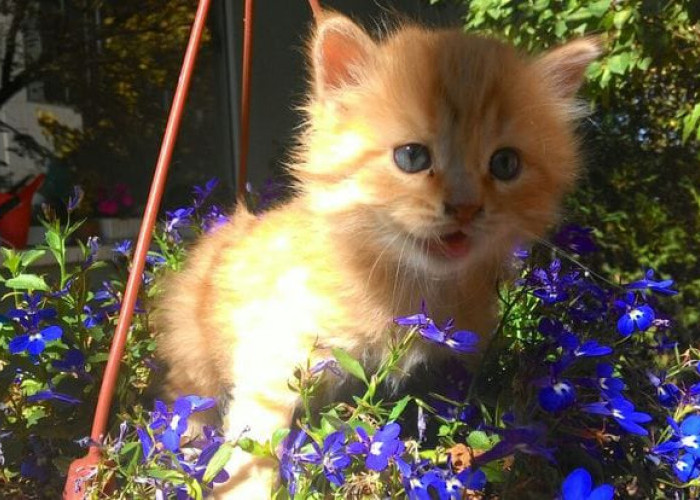 Bukan Sekedar Menggemaskan, Ini Fakta Unik Tentang Kucing Yang Jarang Diketahui