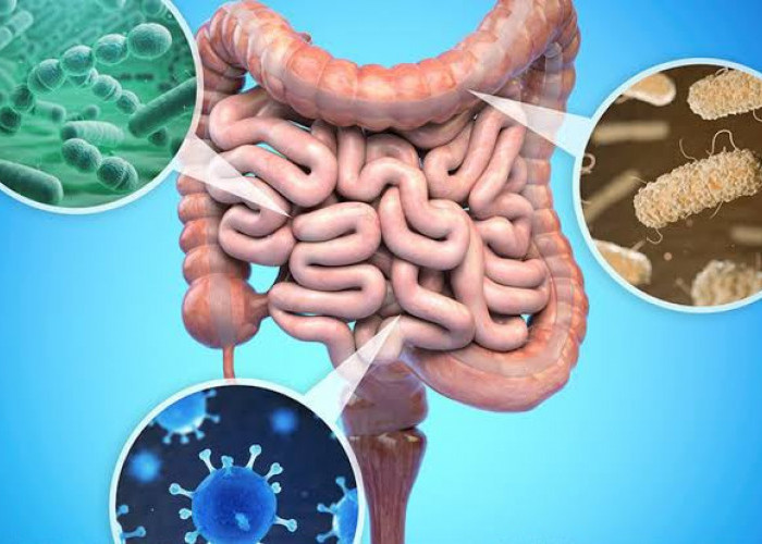 Ilmuwan Temukan Senyawa Alami yang Bisa Menargetkan Bakteri Berbahaya di Usus