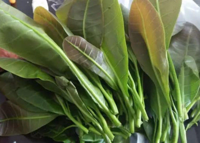 Daun Jambu Mete Punya Potensi Manfaat bagi Kesehatan, Ini Kandungannya